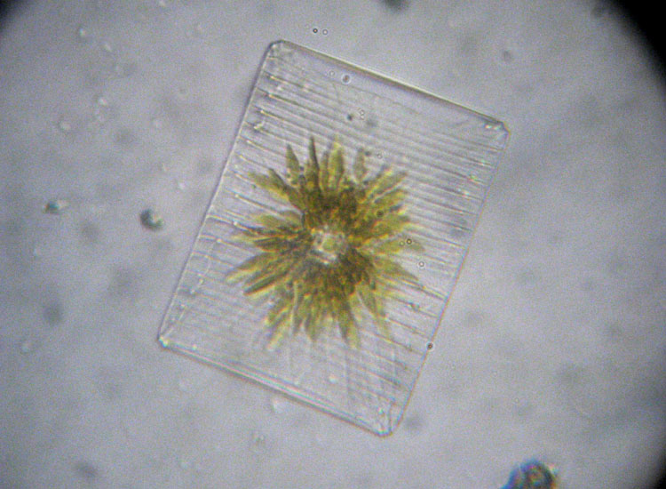 Microscopia salata